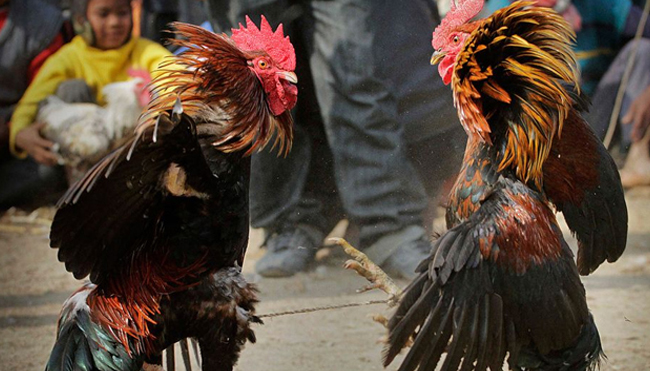 Trik Rahasia Menang Bermain Sabung Ayam Online